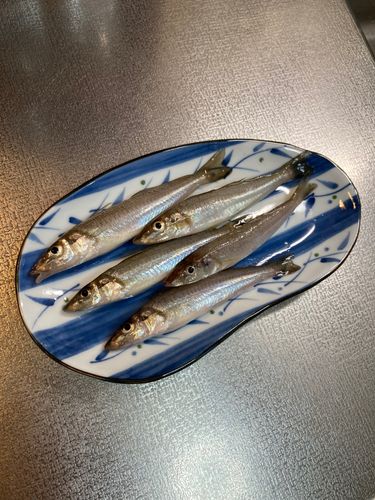 シロギスの釣果