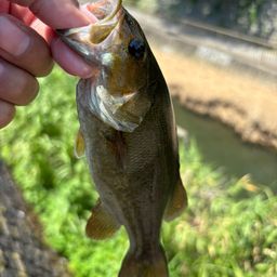 スモールマウスバス