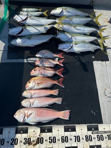 シロアマダイの釣果