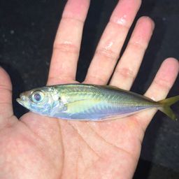 アジ
