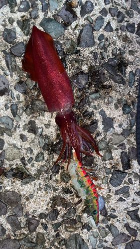 ケンサキイカの釣果