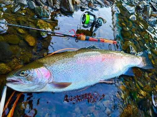 ニジマスの釣果