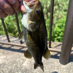 スモールマウスバス