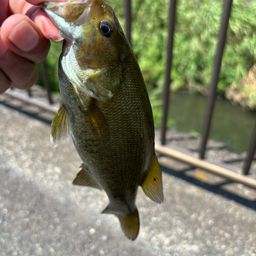 スモールマウスバス