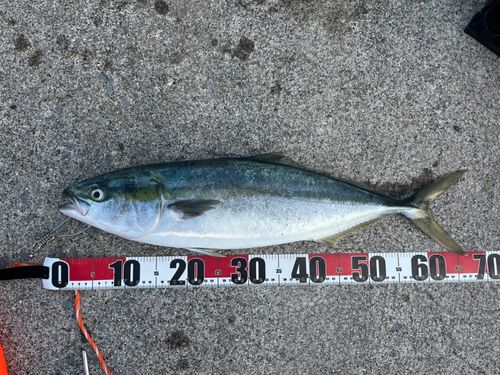 イナダの釣果