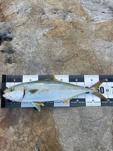 ヒラマサの釣果