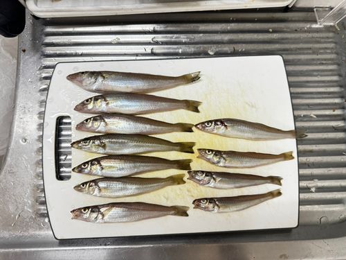 シロギスの釣果