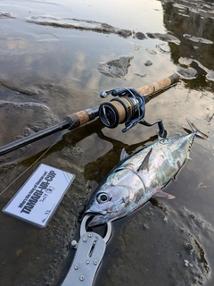 ソウダガツオの釣果