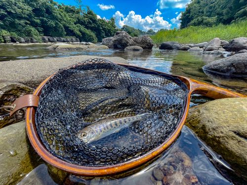 ヤマメの釣果
