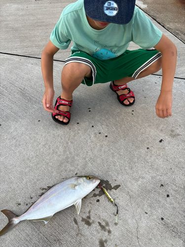 カンパチの釣果