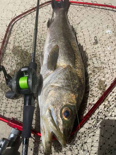 マルスズキの釣果