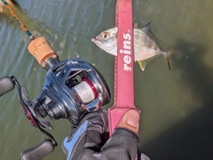 ギンガメアジの釣果