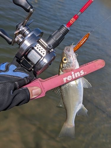 セイゴ（ヒラスズキ）の釣果