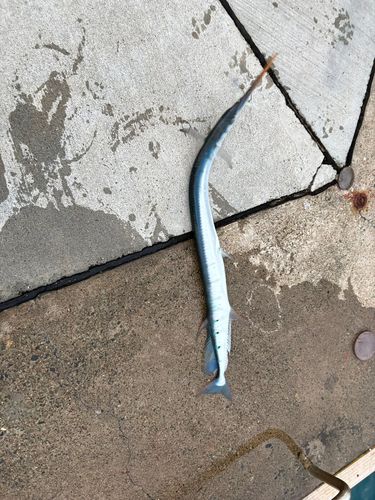 ダツの釣果