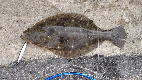 ヒラメの釣果