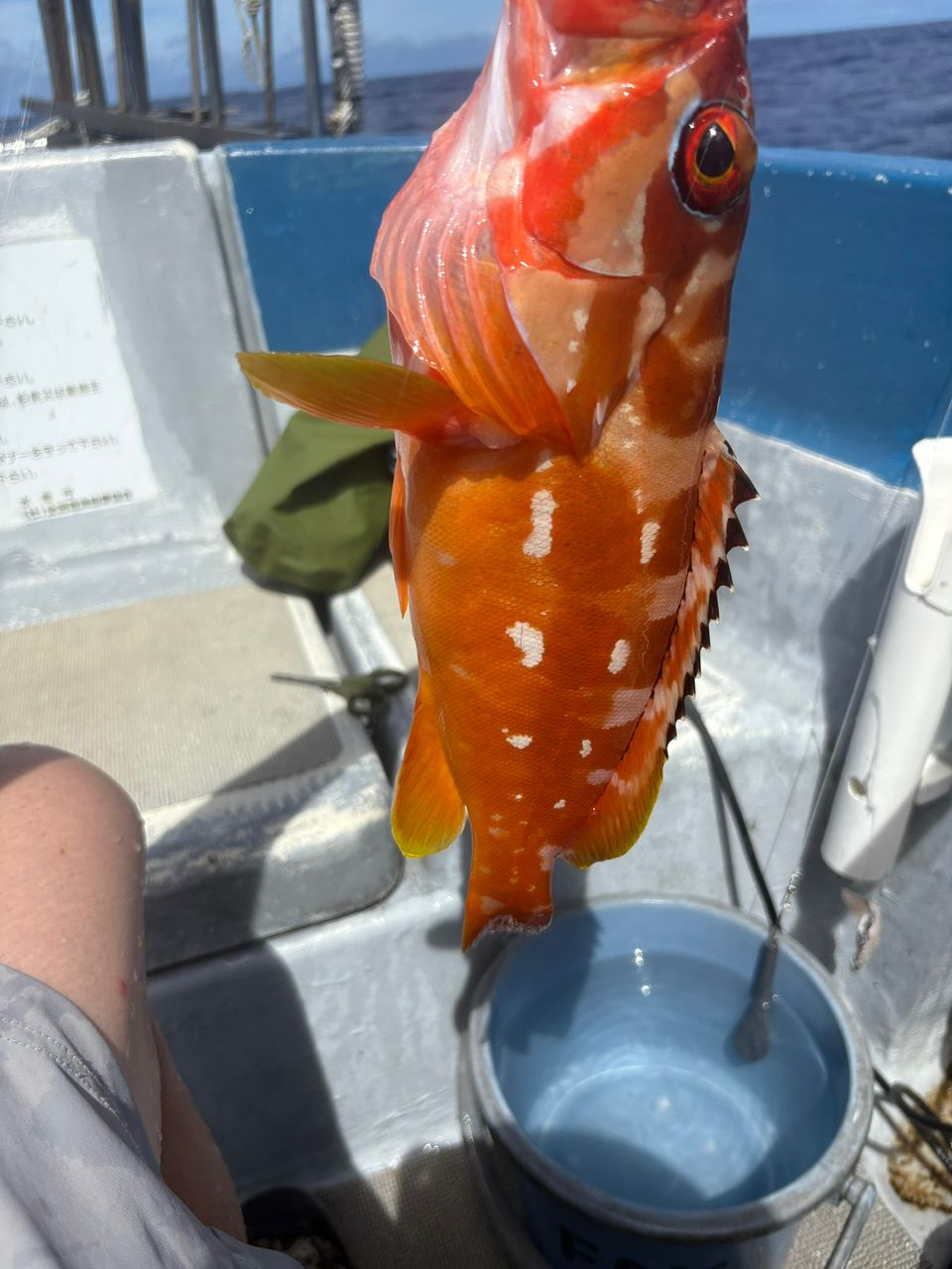 川くじらさんの釣果 1枚目の画像