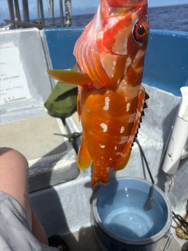 アカハタの釣果