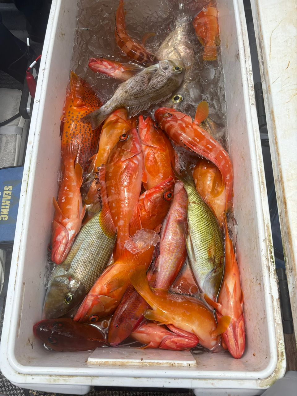 川くじらさんの釣果 3枚目の画像