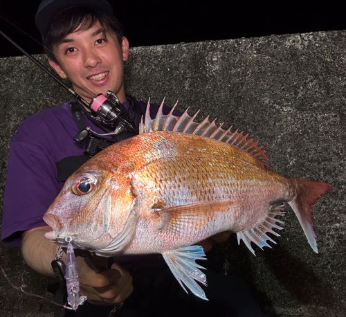 マダイの釣果