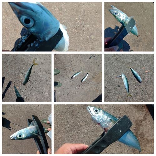 サバの釣果