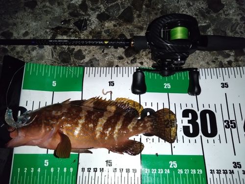 キジハタの釣果