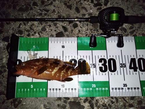 キジハタの釣果