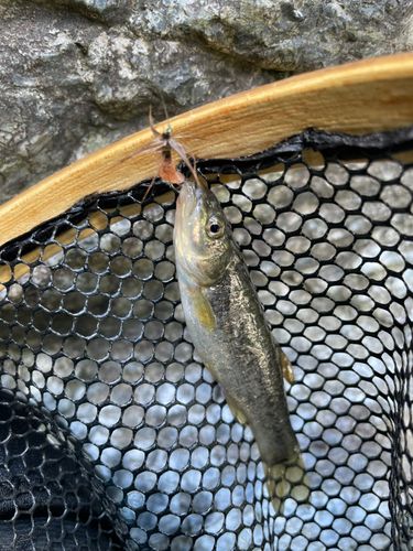 アブラハヤの釣果