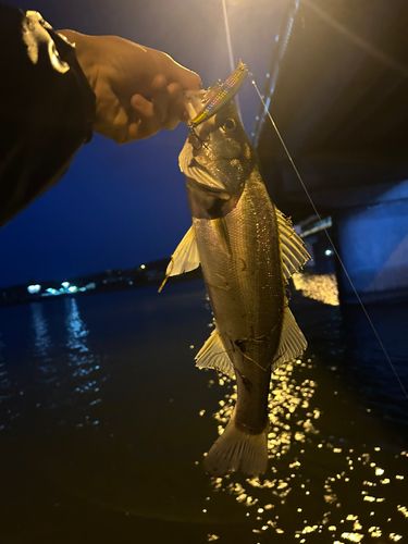 アメリカナマズの釣果