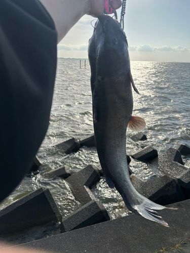 アメリカナマズの釣果