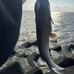 アメリカナマズ