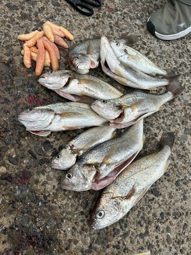 イシモチの釣果