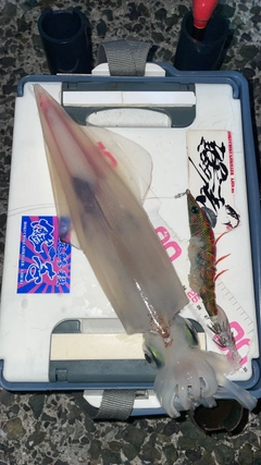 ケンサキイカの釣果