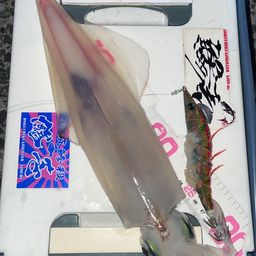 ケンサキイカ