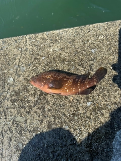 キジハタの釣果