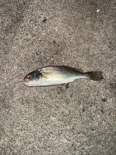 イシモチの釣果