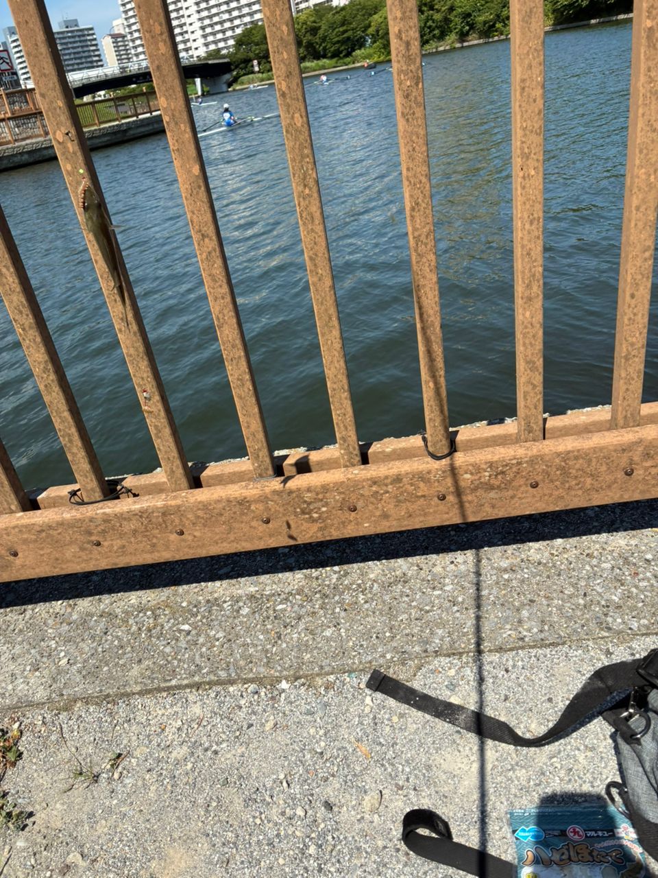 フッコ（マルスズキ）