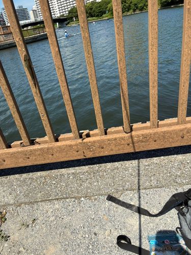 フッコ（マルスズキ）の釣果