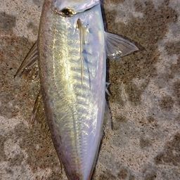 アジ
