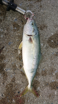 ワカシの釣果