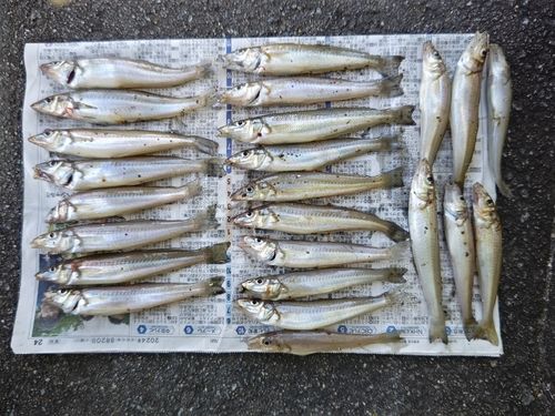キスの釣果