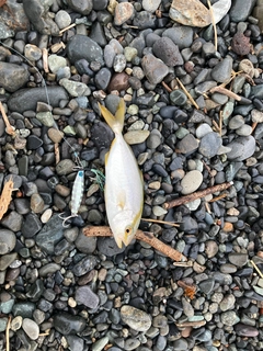 ショゴの釣果