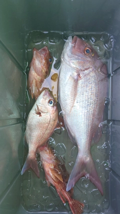 マダイの釣果