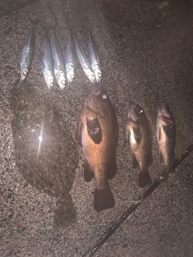 ソゲの釣果