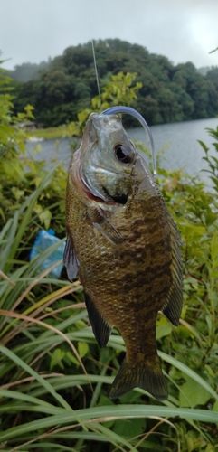 ブルーギルの釣果