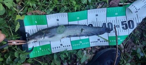 ナマズの釣果