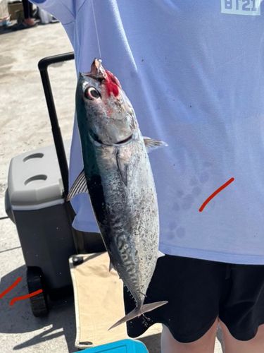 ソウダガツオの釣果