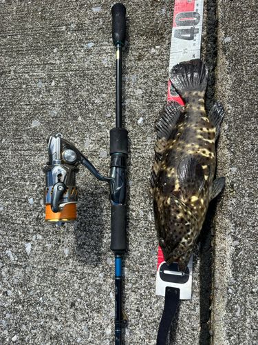 ヤイトハタの釣果