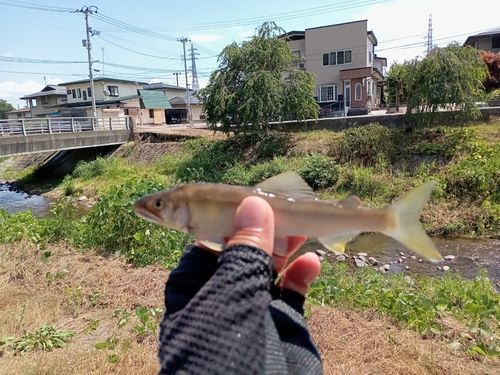 アユの釣果