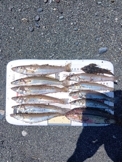 キスの釣果