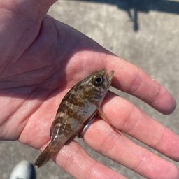シロメバル